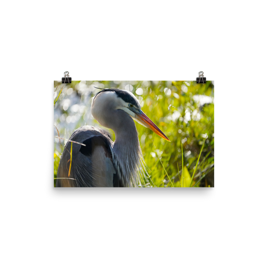 "Heron Essence" Photo paper poster