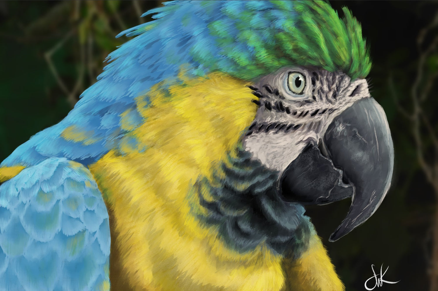 Macaw Gazing