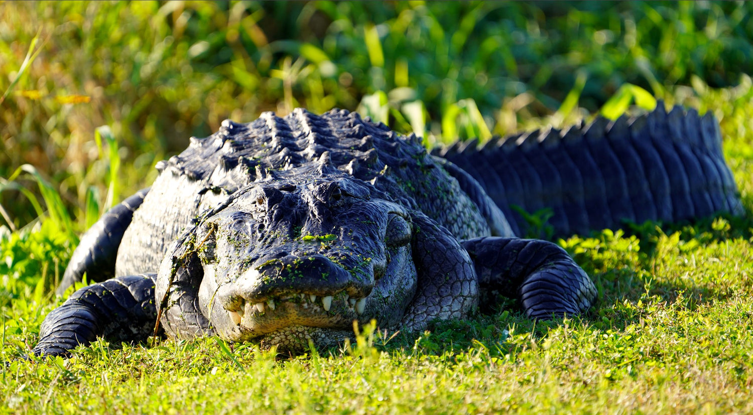 Chubby Gator