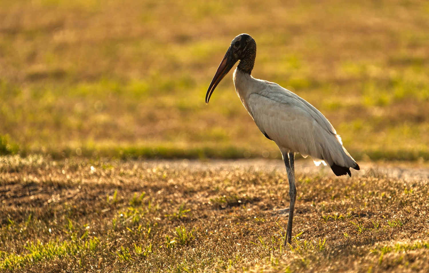 Good Morning Wood Stork