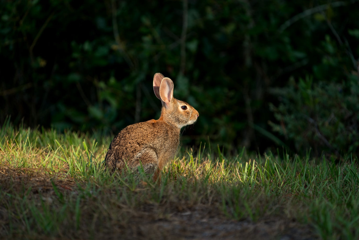 Rabbit Sunshine