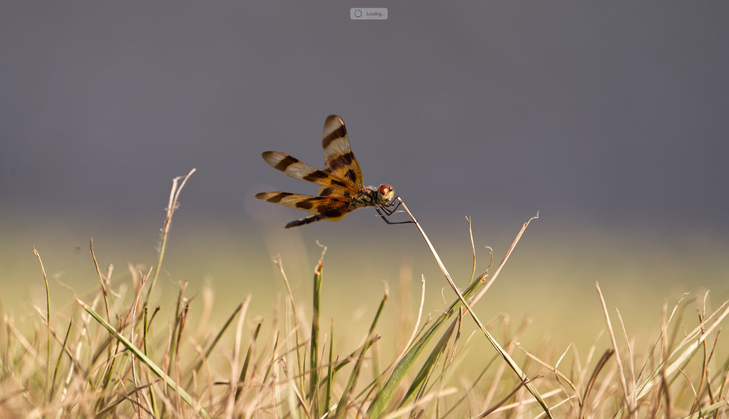 Dragonfly Hanging On