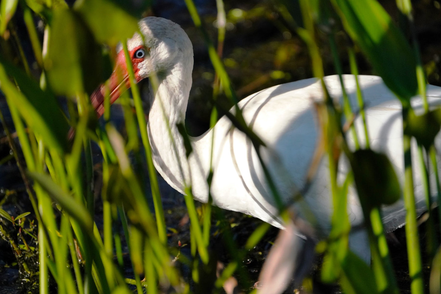 Blue-Eyed Ibis