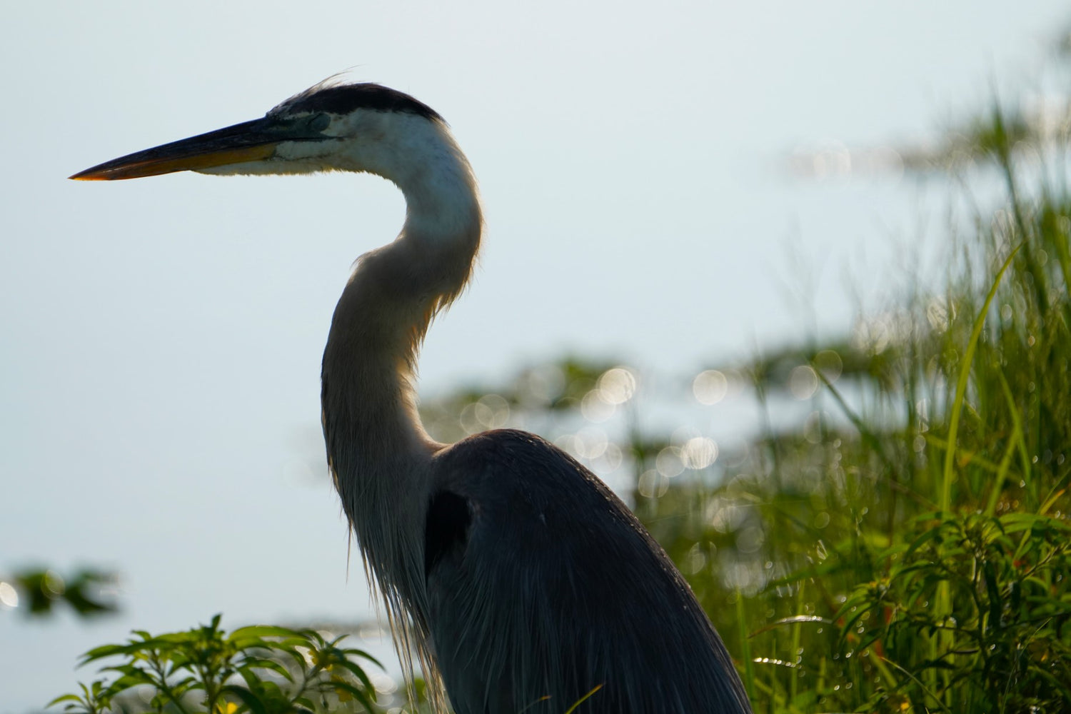 Pensive Great Blue Heron