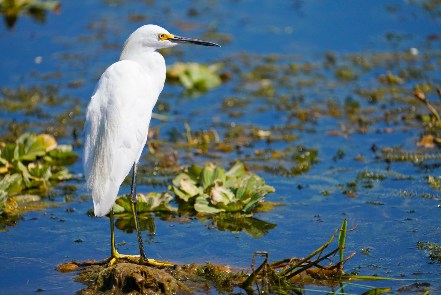 Snowy Egret on the Water