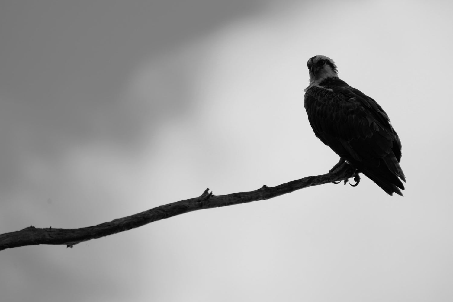 Osprey in the Gloom