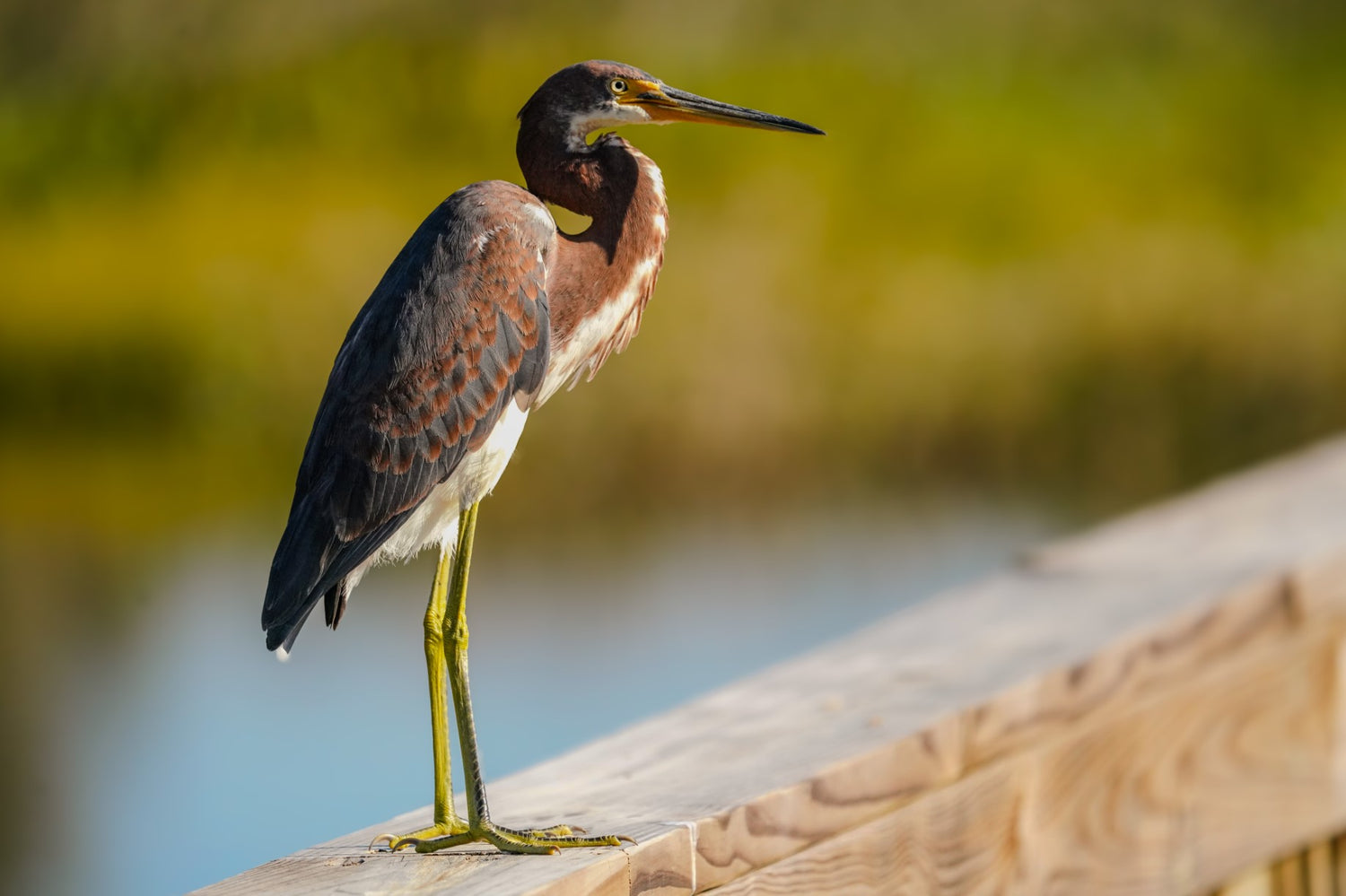 Tricolor Crane in the Sunlight