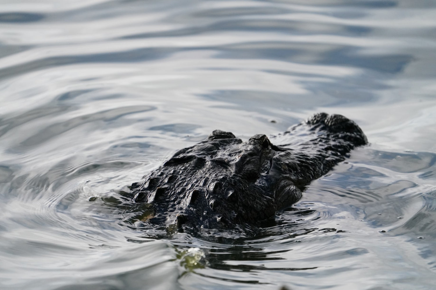 Wading in the Water