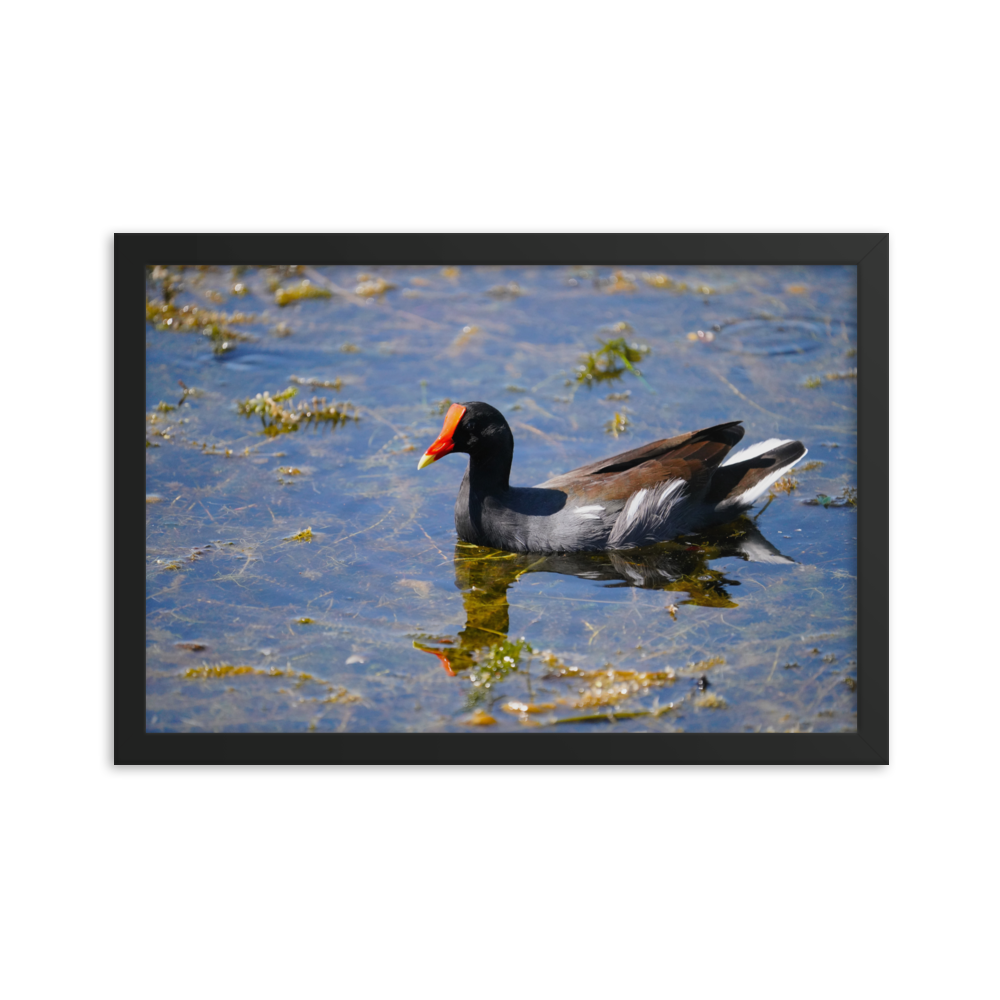 "Morning Moorhen" Framed photo paper poster