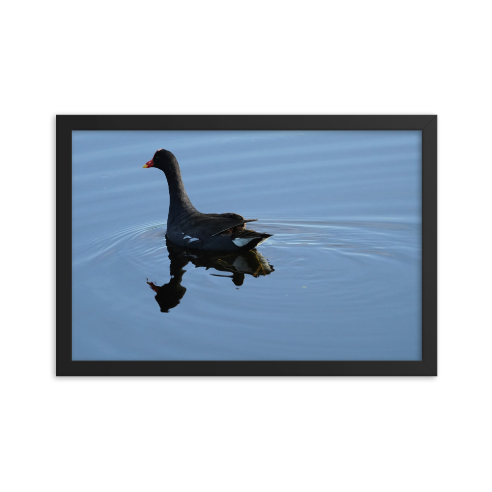 "Moorhen on the Blue" Framed photo paper poster