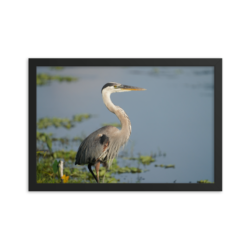 "Great Blue Heron Posing" Framed photo paper poster