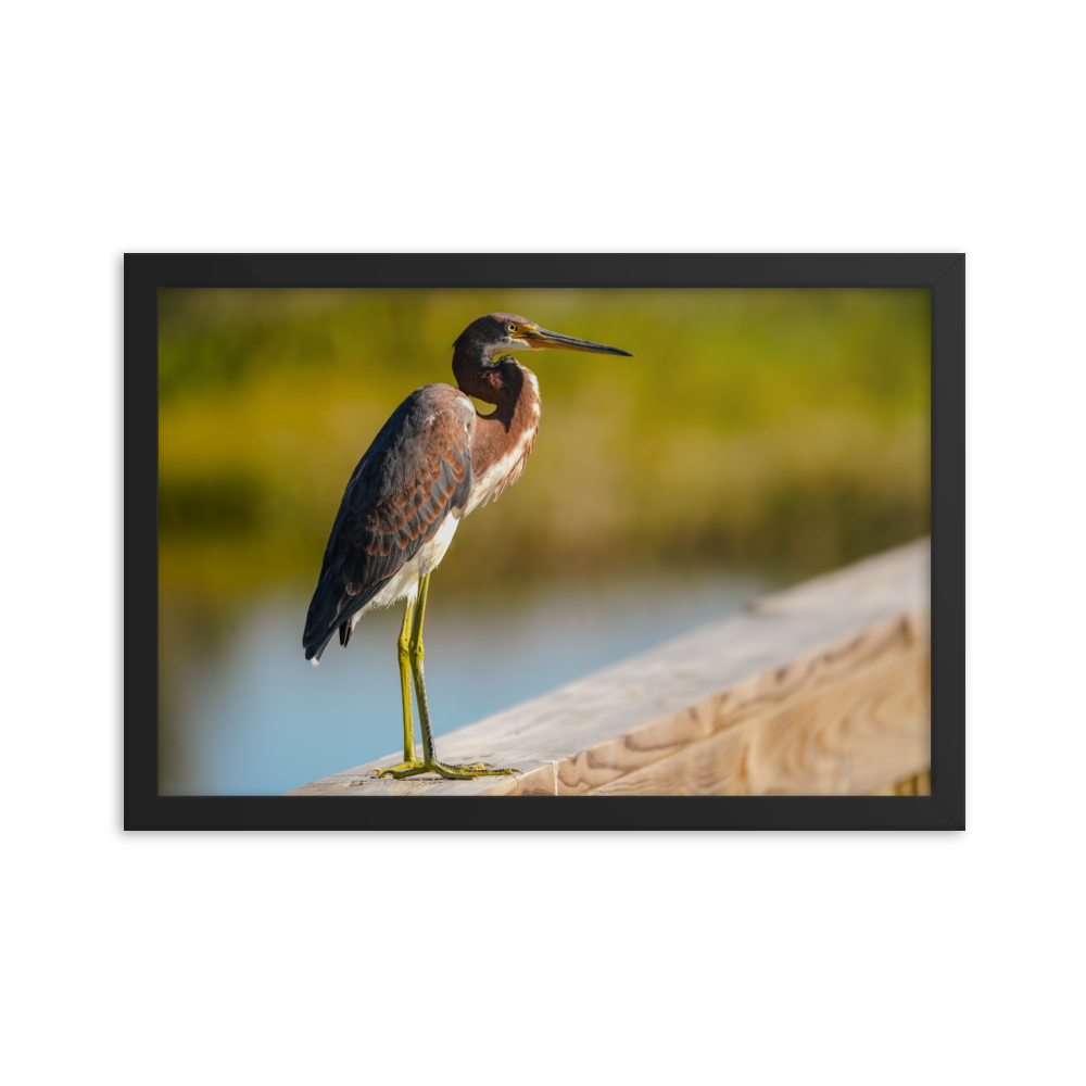 "Tricolor Crane in the Sunlight" Framed photo paper poster