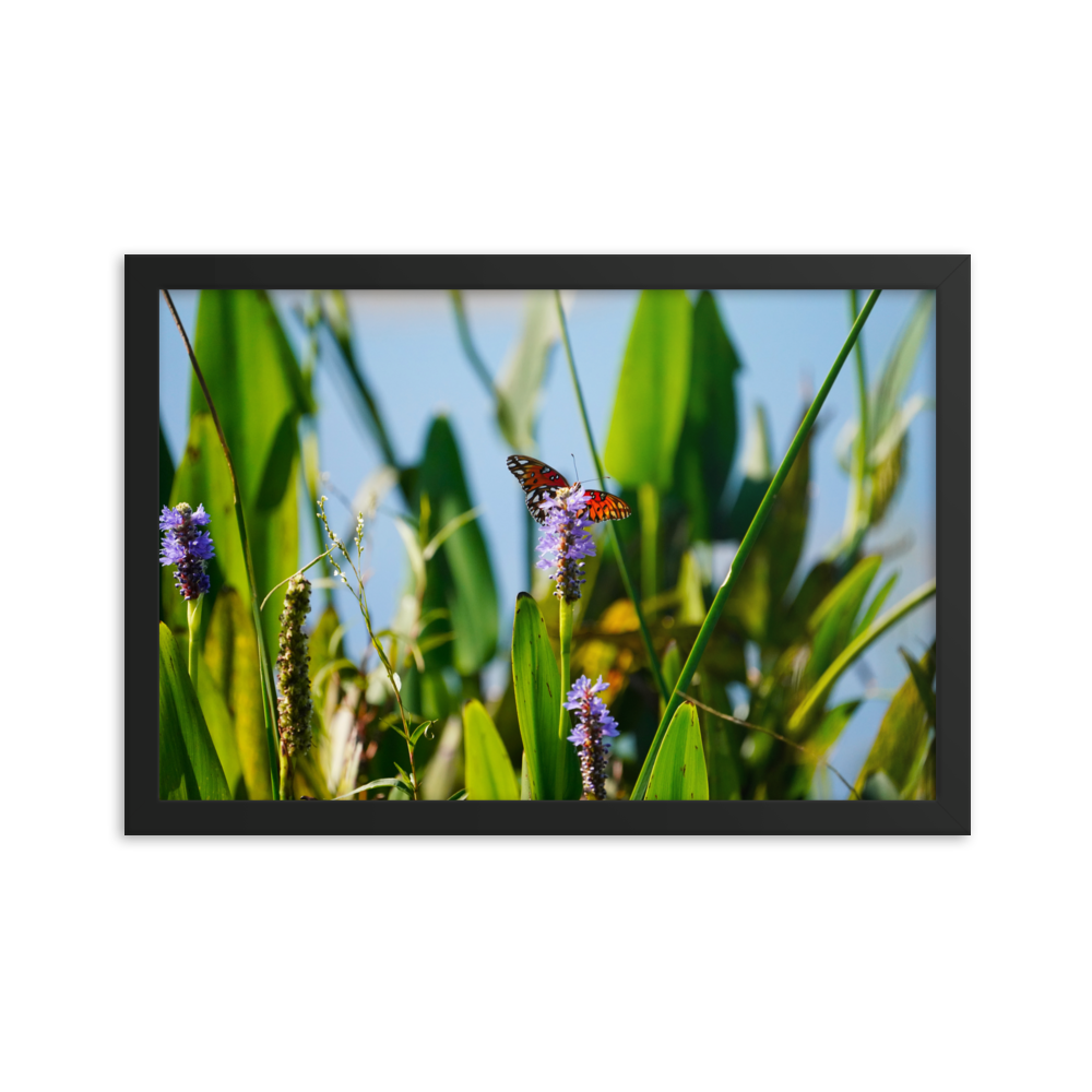 "Butterfly Feast" Framed photo paper poster