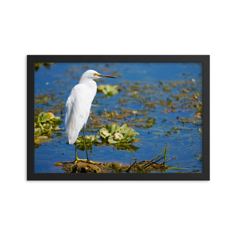 "Snowy Egret on the Water" Framed photo paper poster