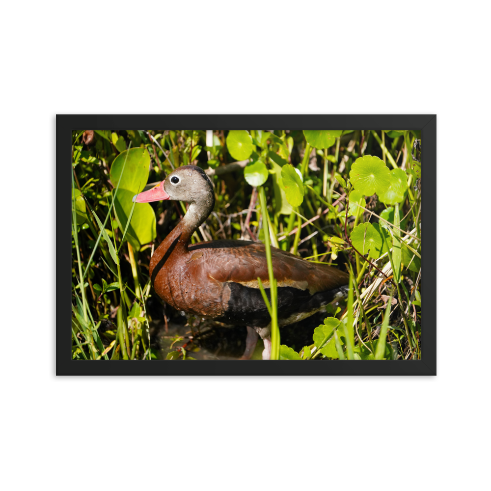 "Cute Little Whistling Duck" Framed photo paper poster