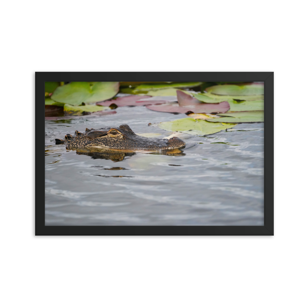 "Gator in Waiting" Framed photo paper poster