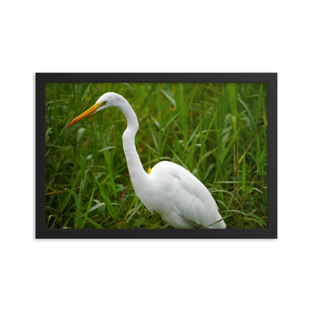 "White Crane in the Green Grass" Framed photo paper poster