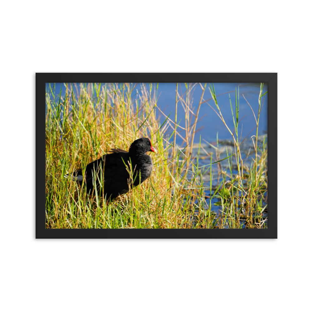 "Moorhen in the Golden Reeds" Framed photo paper poster