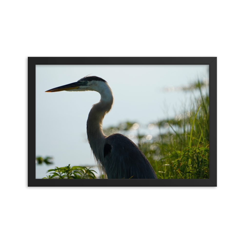 "Pensive Great Blue Heron" Framed photo paper poster