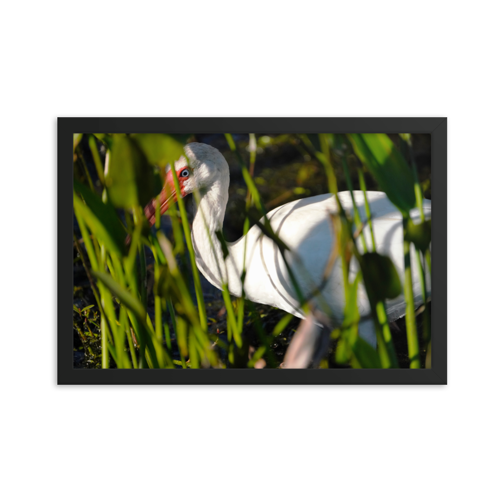 "Blue-eyed Ibis" Framed photo paper poster