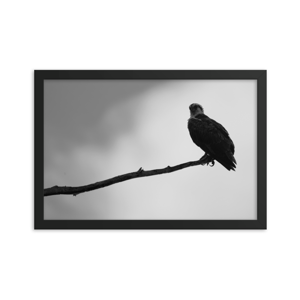 "Osprey in the Gloom" Framed photo paper poster