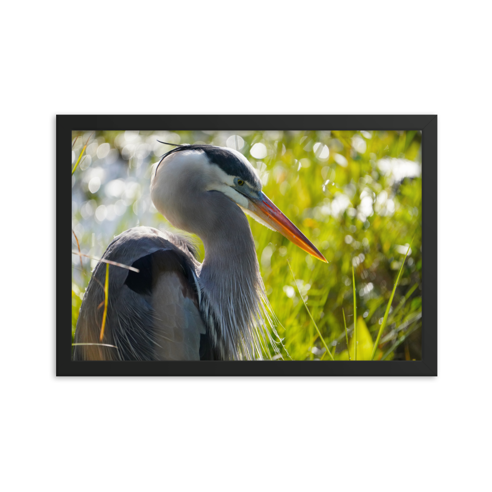 "Heron Essence" Framed photo paper poster