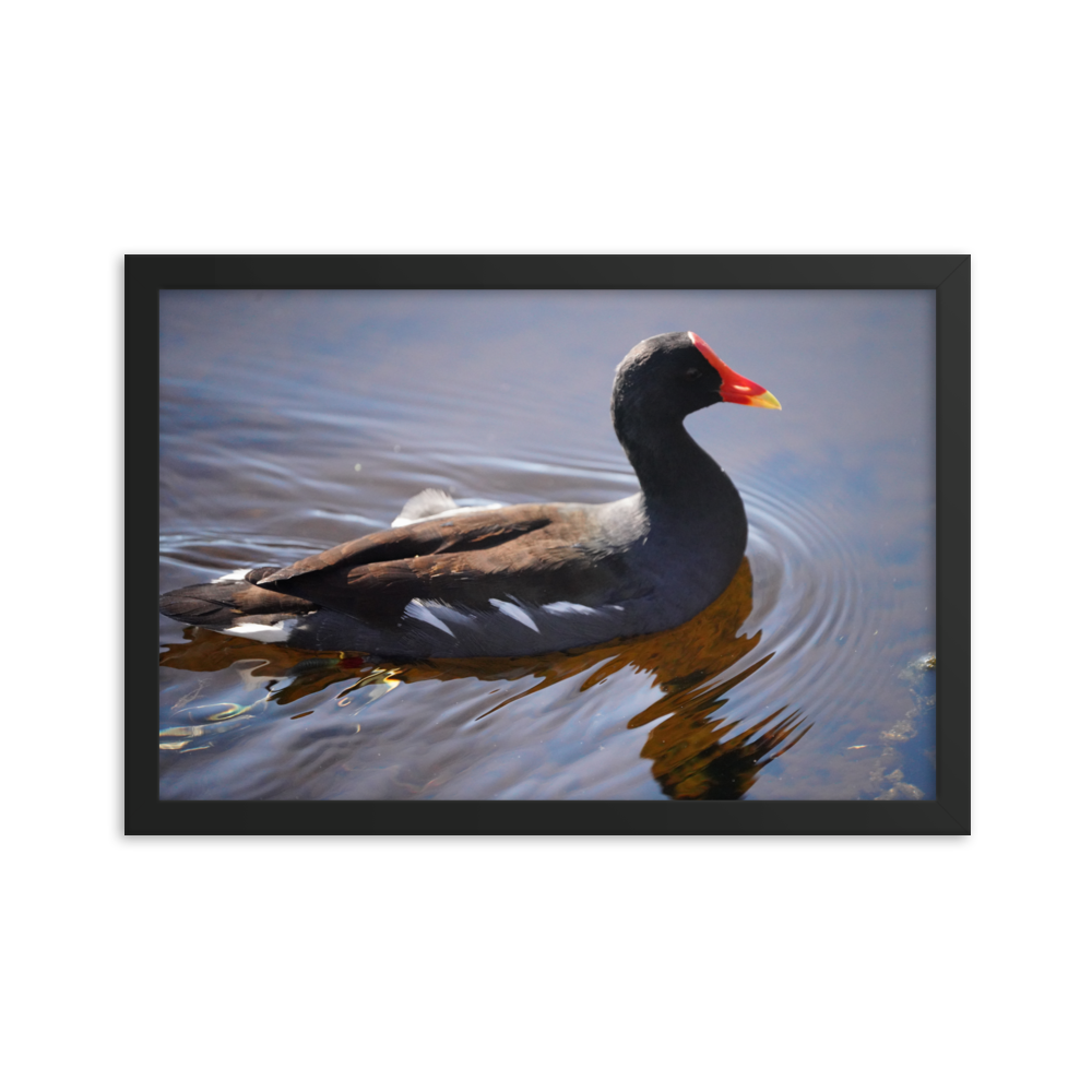 "Morning Glide" Framed Poster