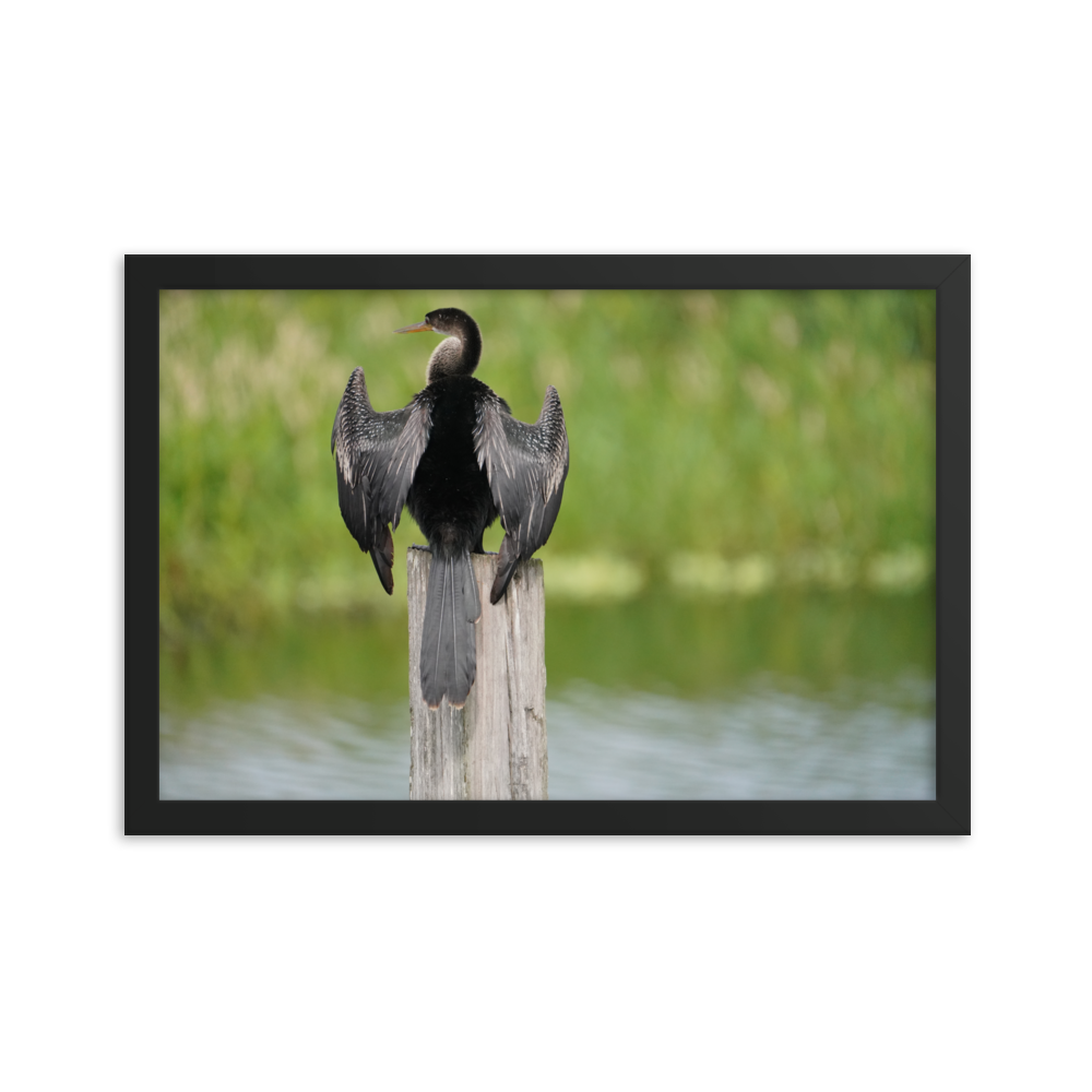 "Anhinga at Its Post" Framed photo paper poster