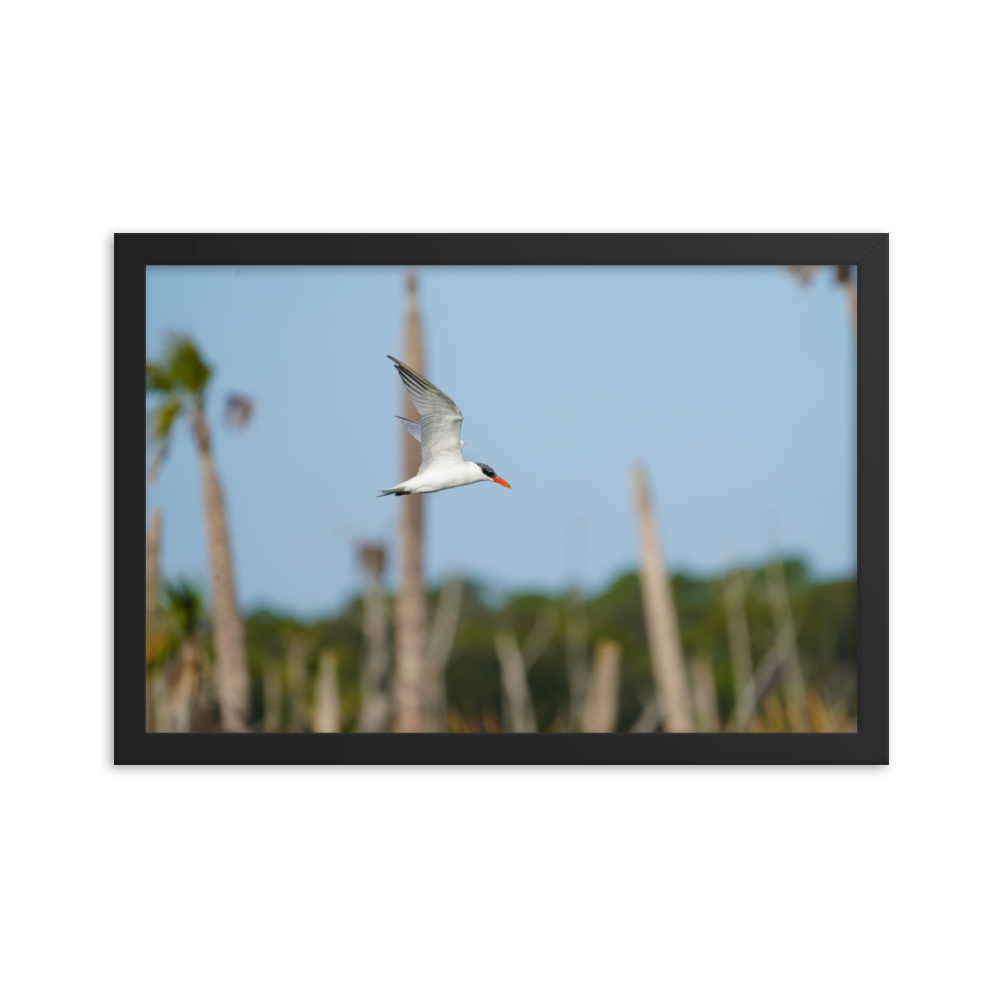 "Its Tern to Fly" Framed photo paper poster