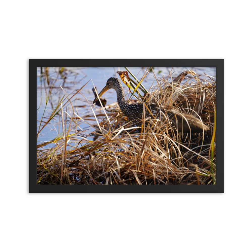 "Limpkin in the Shallows" Framed photo paper poster