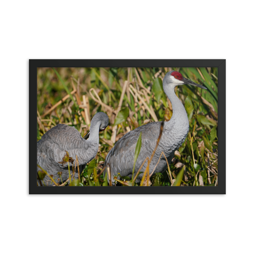 "Sandhills in the Morning" Framed photo paper poster