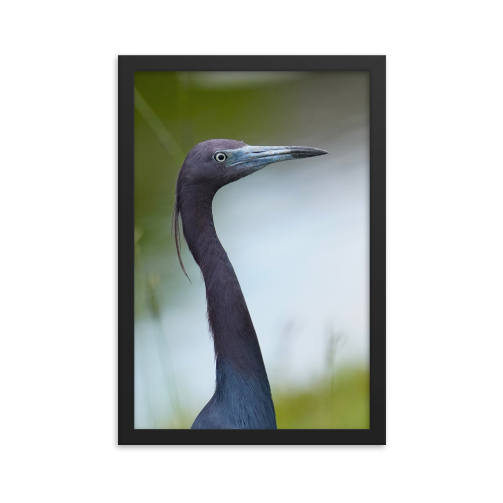 "Blue in the Face" Framed photo paper poster