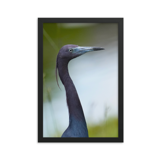 "Blue in the Face" Framed photo paper poster