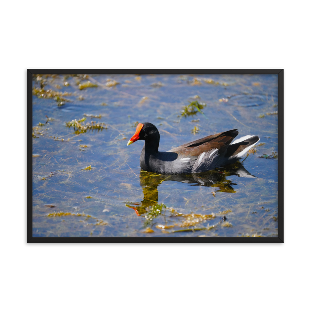 "Morning Moorhen" Framed photo paper poster