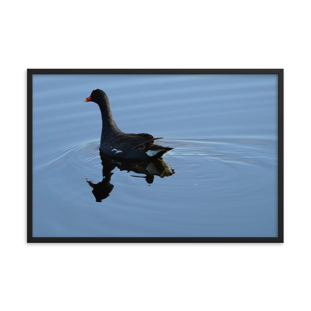 "Moorhen on the Blue" Framed photo paper poster