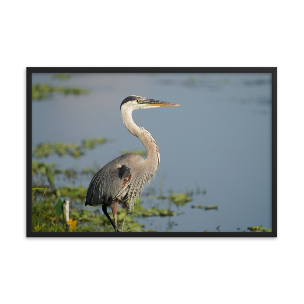 "Great Blue Heron Posing" Framed photo paper poster