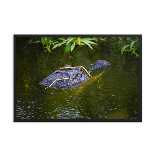 "Gator in Disguise" Framed photo paper poster