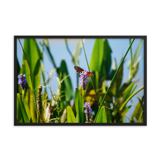 "Butterfly Feast" Framed photo paper poster