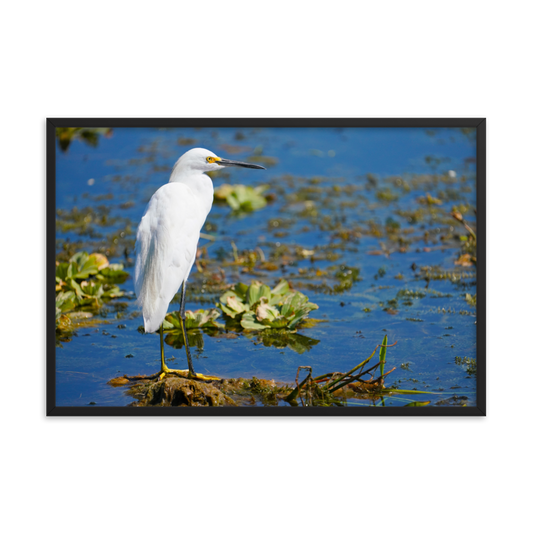 "Snowy Egret on the Water" Framed photo paper poster