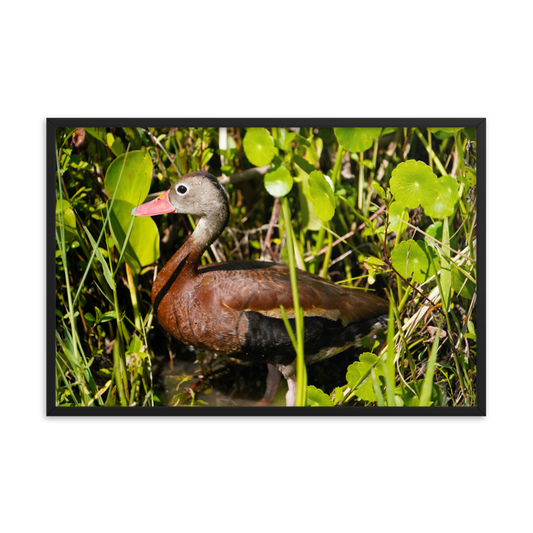 "Cute Little Whistling Duck" Framed photo paper poster