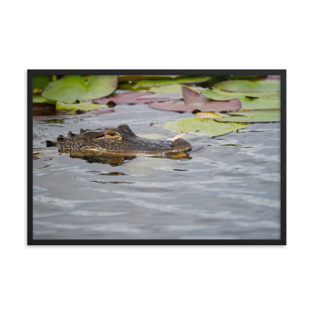 "Gator in Waiting" Framed photo paper poster