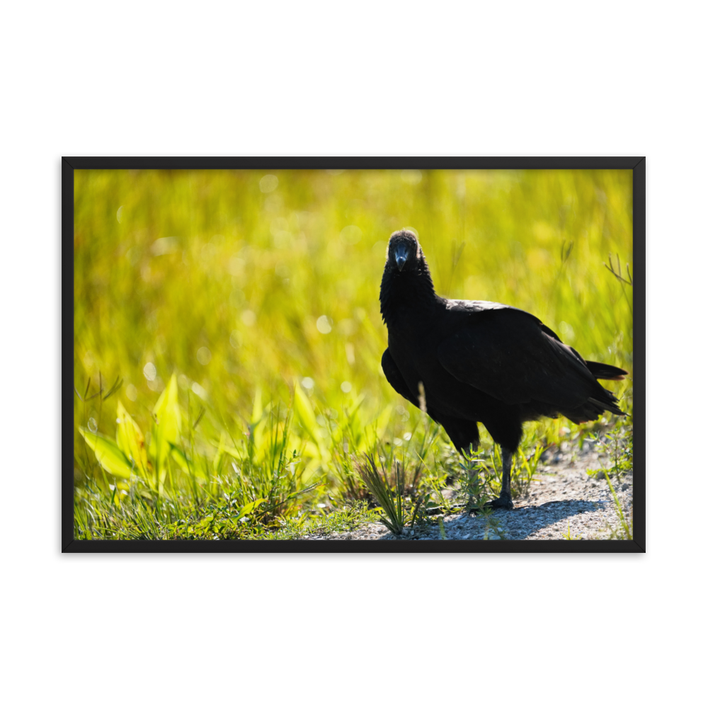 "Sunrise Scavenger" Framed photo paper poster