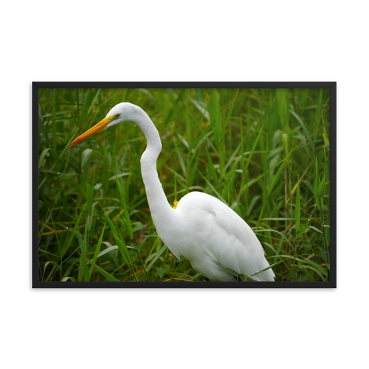 "White Crane in the Green Grass" Framed photo paper poster