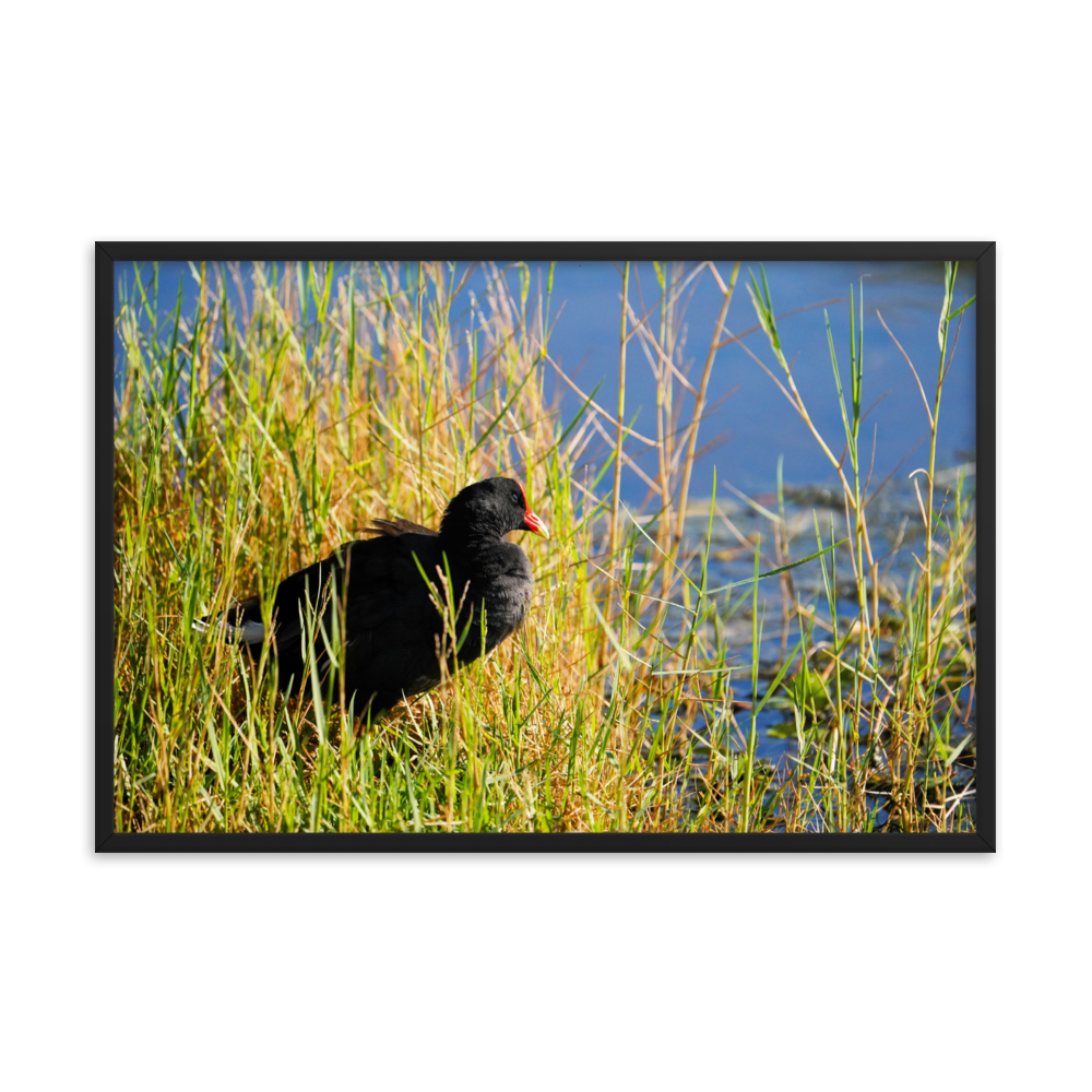 "Moorhen in the Golden Reeds" Framed photo paper poster