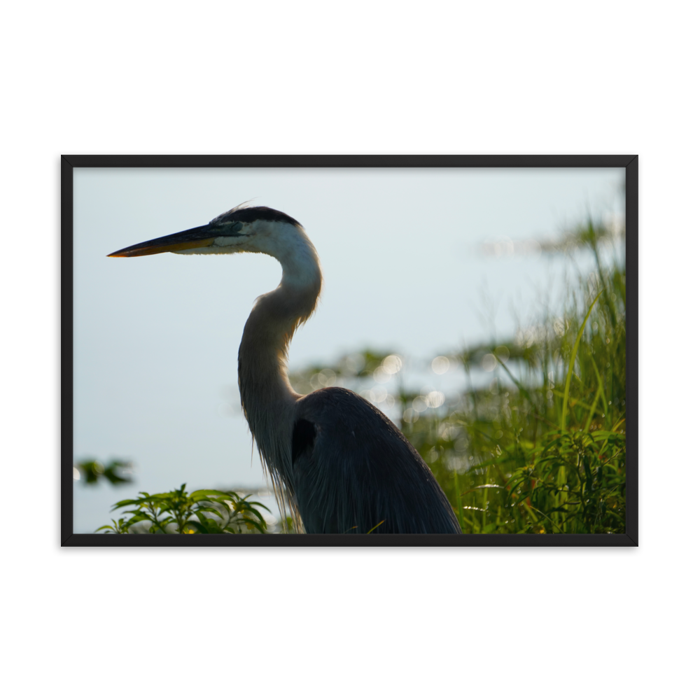 "Pensive Great Blue Heron" Framed photo paper poster