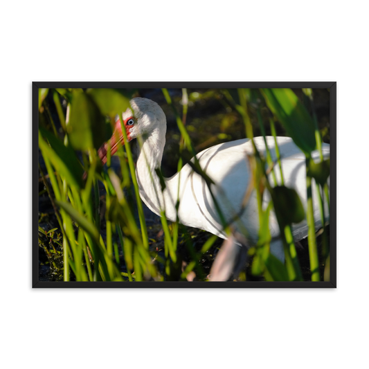 "Blue-eyed Ibis" Framed photo paper poster