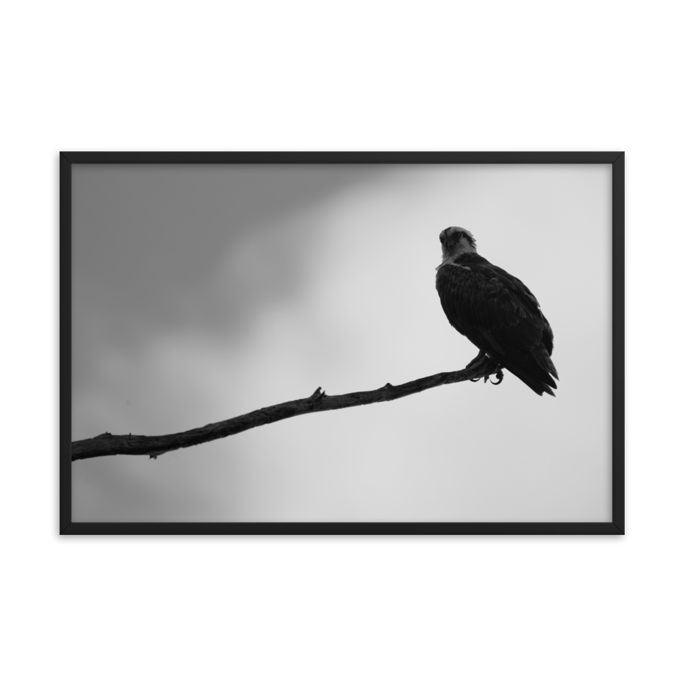 "Osprey in the Gloom" Framed photo paper poster