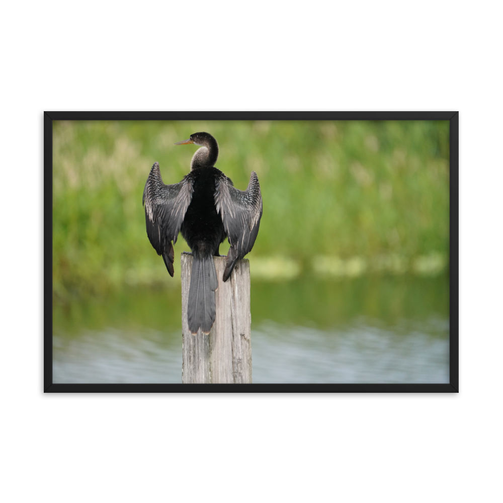 "Anhinga at Its Post" Framed photo paper poster