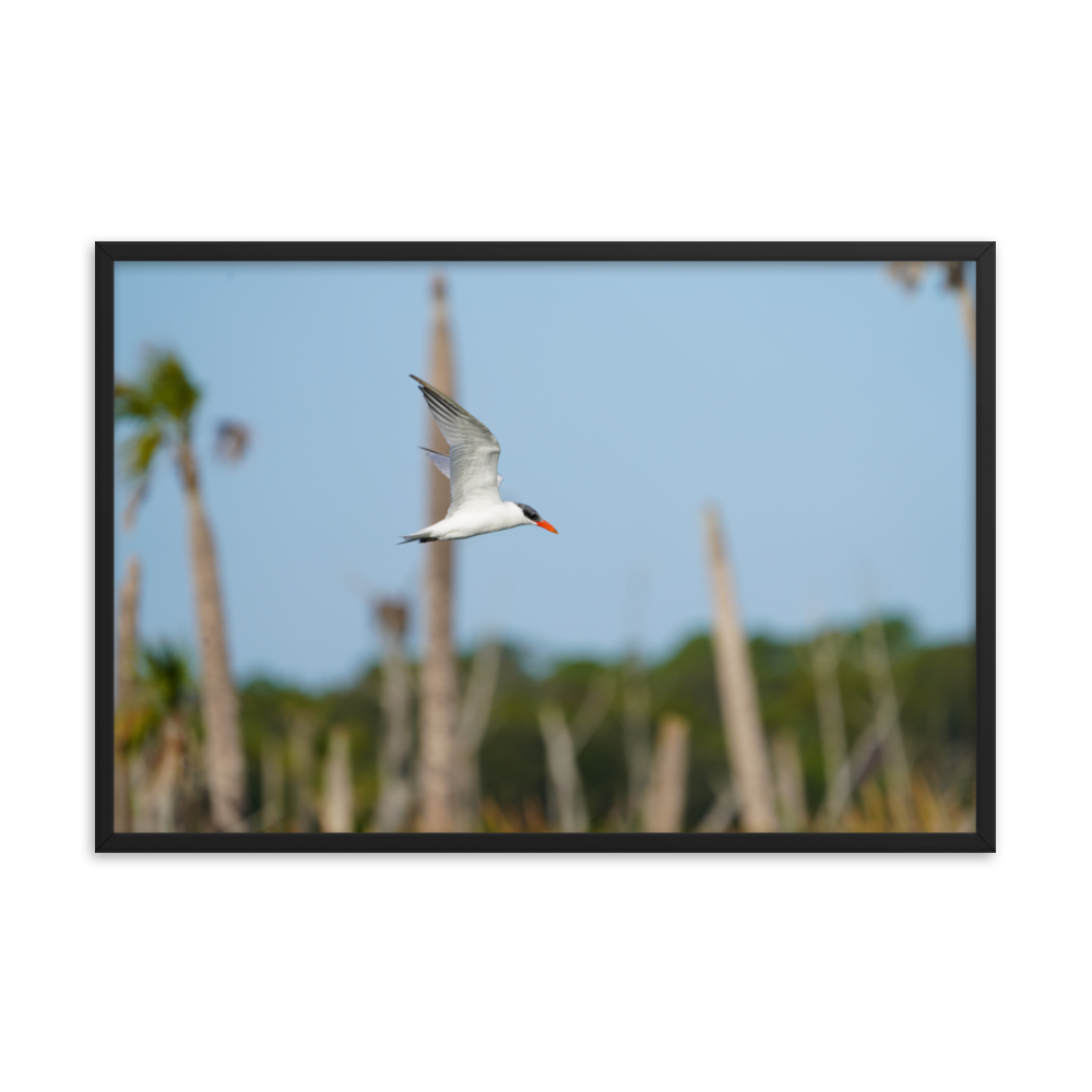 "Its Tern to Fly" Framed photo paper poster