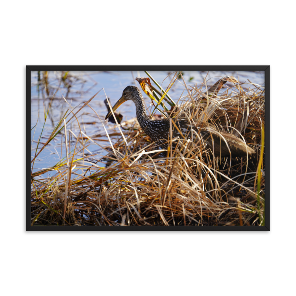 "Limpkin in the Shallows" Framed photo paper poster